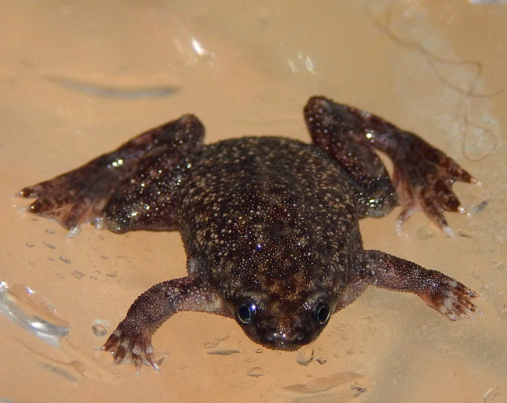 Zwergkrallenfrosch (Hymenochirus curtipes)