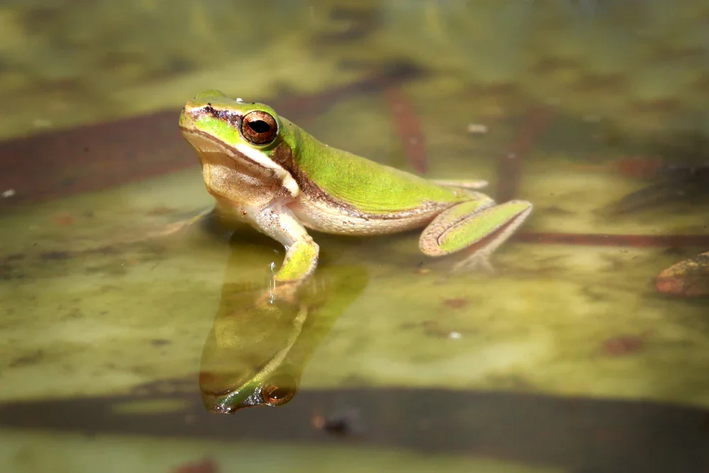 Zwerglaubfrosch (Litoria fallax)