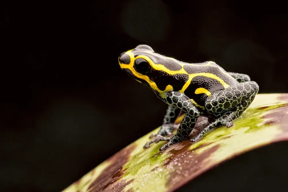 Zwergpfeilgiftfrosch (Ranitomeya imitator)