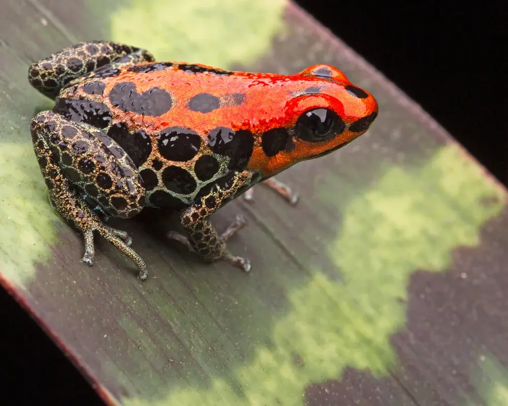 Zwergpfeilgiftfrosch (Ranitomeya reticulata)
