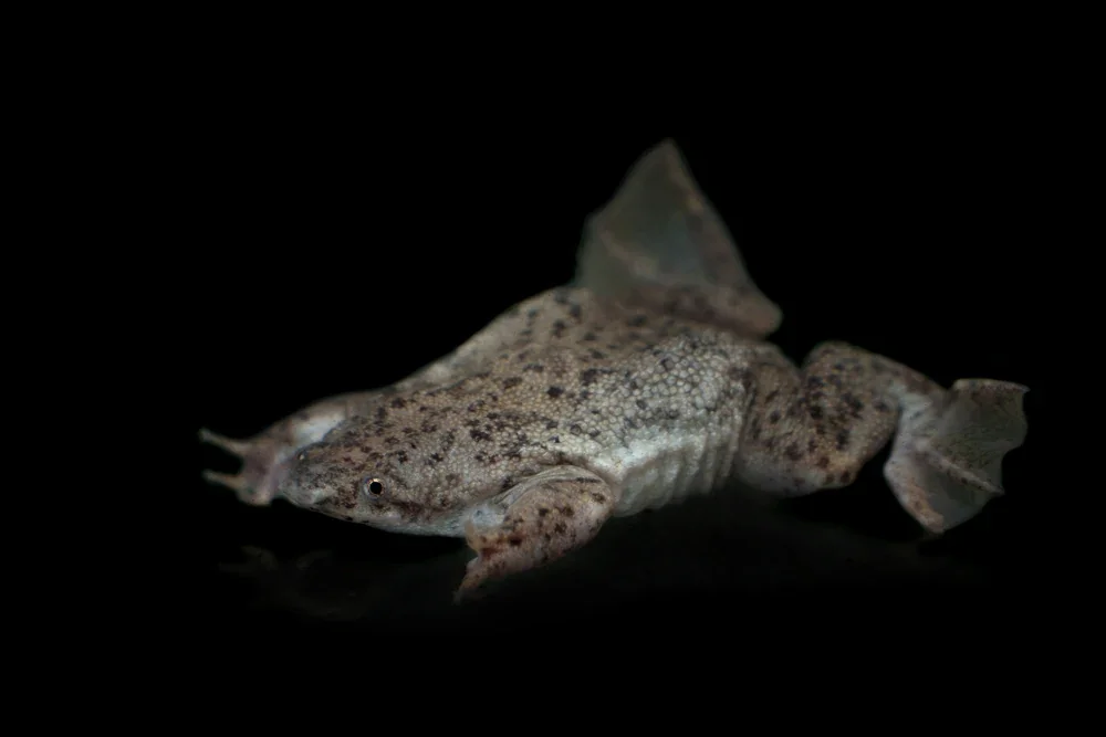 Zwergwabenkröte (Pipa parva)