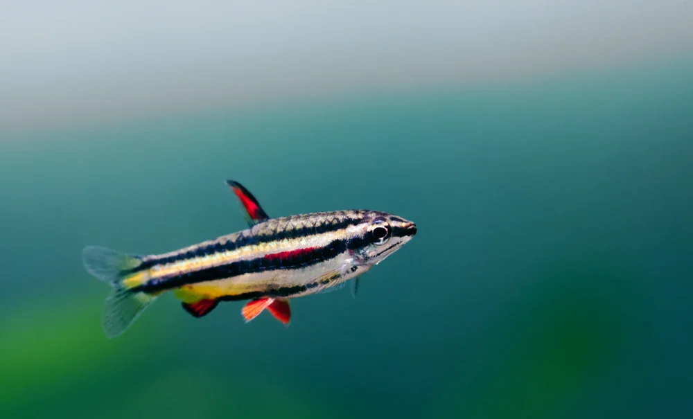 Zwergziersalmler (Nannostomus marginatus)