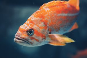 Close-Up Photo of Orange Fish