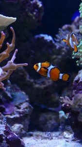 Clown Fish In An Aquarium