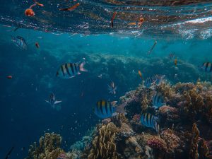 Photo of Sea Animals Near Coral Reef