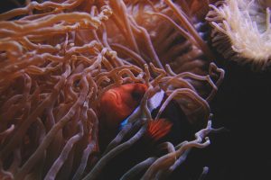 Clown Fish Swimming Beside Sea Anemone