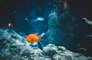 orange fish underwater