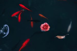 Flower Floating in a Pond