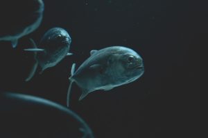 Close-Up Photo of Fish Underwater