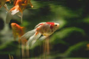 Close-Up Shot of a White and Orange Fish Swimming
