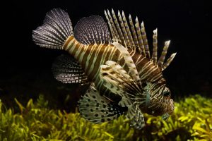 Close-up Photography of Brown and Beige Lion Fish