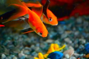 shallow focus photography of orange fishes