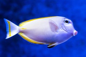 yellow and blue fish under blue sky