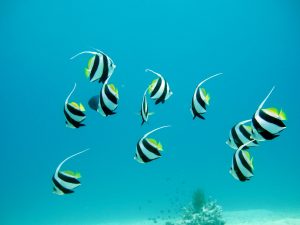 closeup photo of ten pet fish