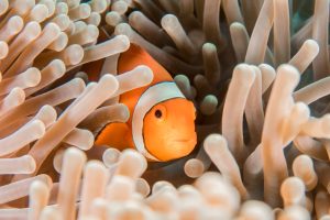 orange and white clownfish hiding in sea anemone