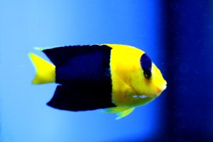 yellow and blue fish