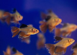 focus photography of a brown and silver guppy