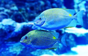 two yellow-and-blue fish