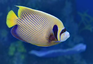 yellow, blue, and black fish